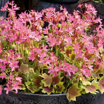 Pelargonija 'Lotusland'  (pieejams no jūnija)